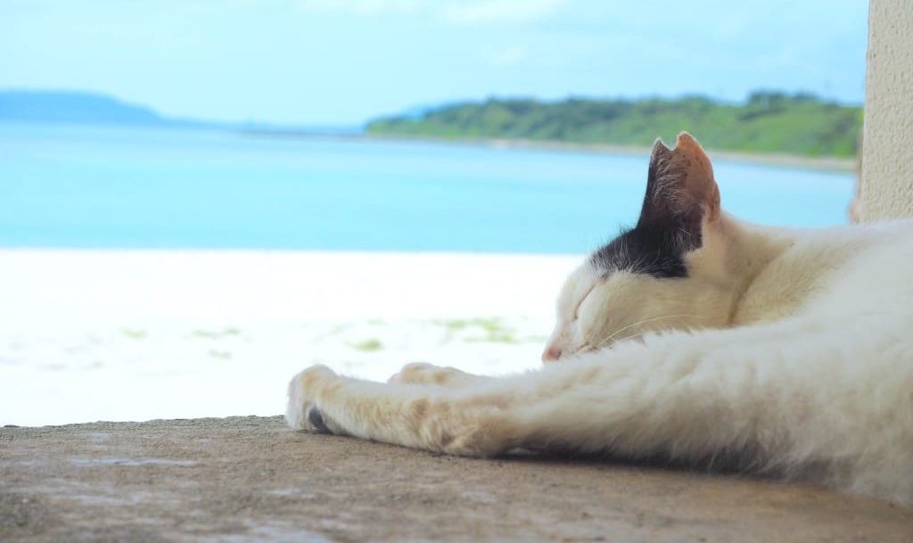 竹富島「コンドイビーチ」は干潮と満潮でふたつの顔をもつ、猫の楽園だった