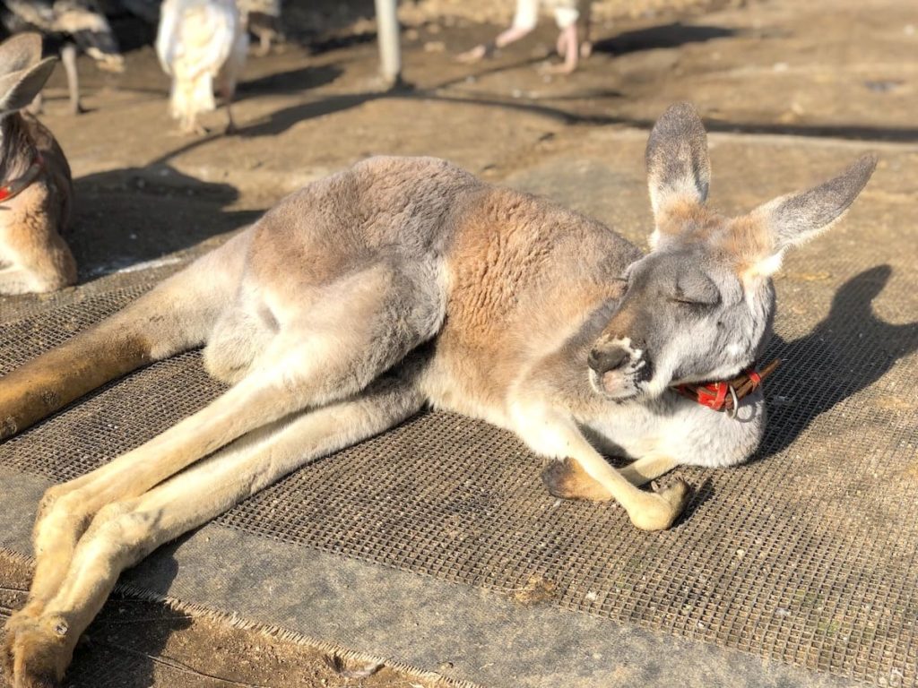 茨城 ダチョウ王国 石岡ファーム のクーポン 動物園 食事処を写真でレポート